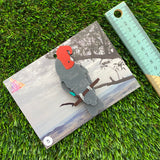 Gang Gang Cockatoo Brooch - Imperfect Sale #5 - Detailed Hand Painted Acrylic Bird Brooch.