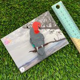 Gang Gang Cockatoo Brooch - Imperfect Sale #3 - Detailed Hand Painted Acrylic Bird Brooch.