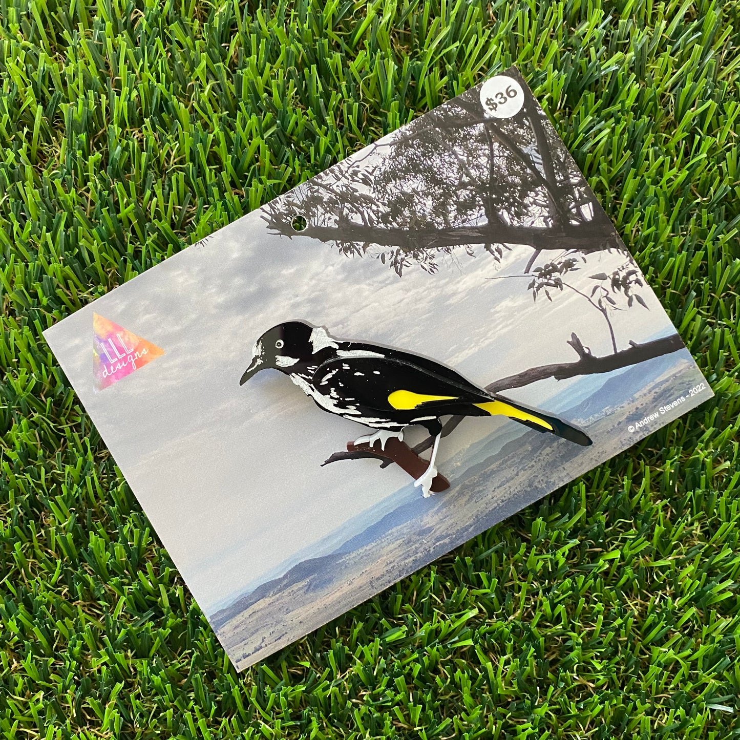 New Holland Honey Eater Brooch - Detailed Hand Painted Acrylic Bird Brooch.