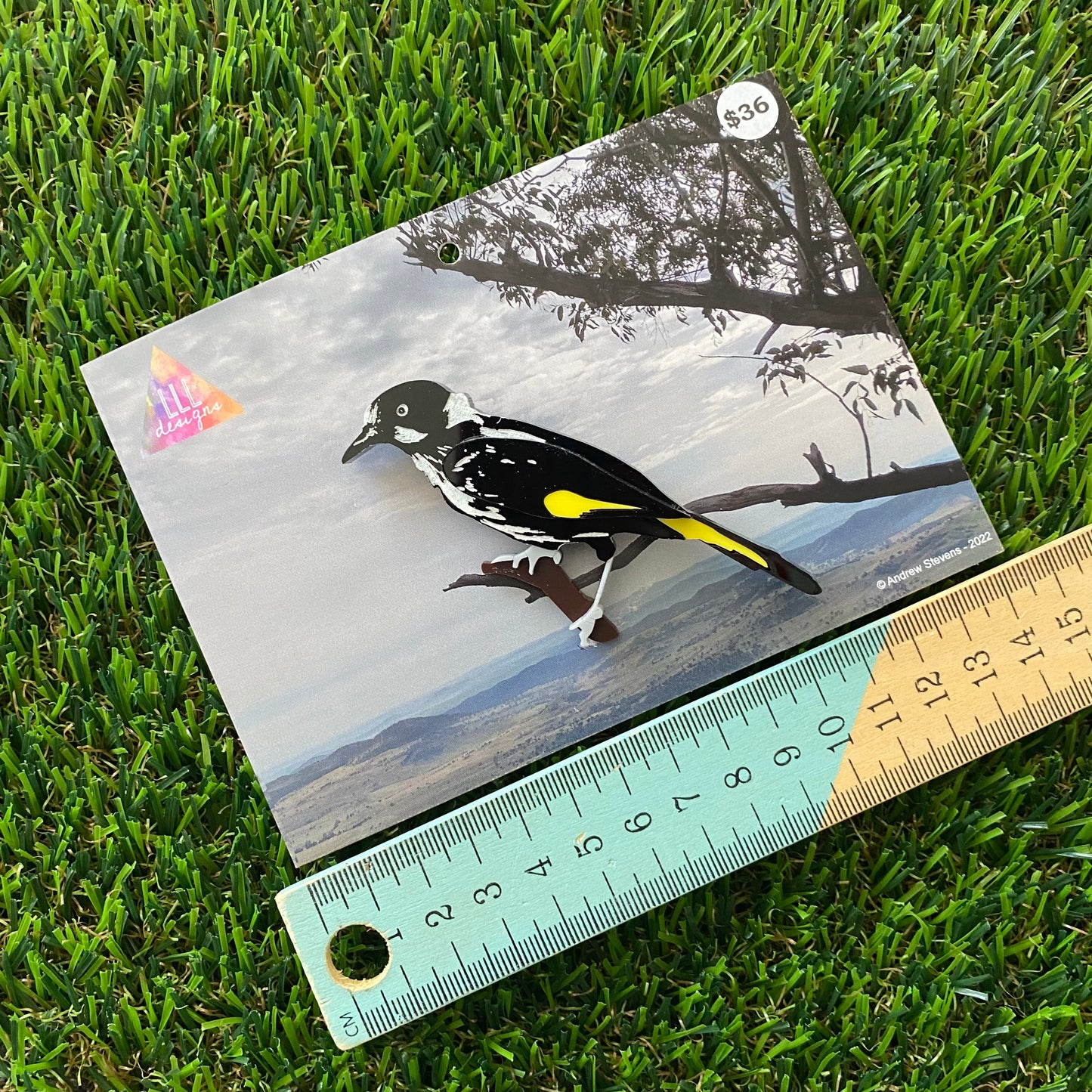 New Holland Honey Eater Brooch - Detailed Hand Painted Acrylic Bird Brooch.