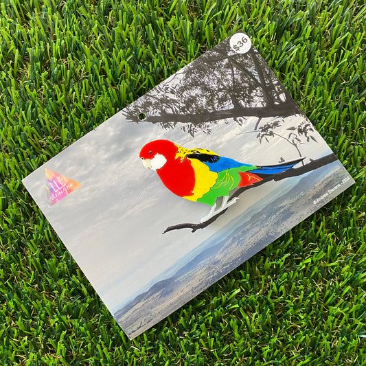 Eastern Rosella Brooch - Detailed Hand Painted Acrylic Bird Brooch.